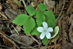 Anemonoides quinquefolia