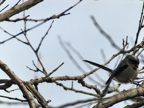 Silver-throated Tit