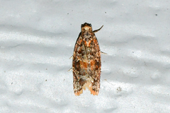 Argyrotaenia tabulana