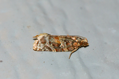 Argyrotaenia tabulana