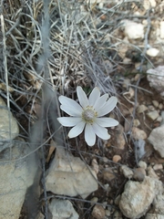 Anemone okennonii