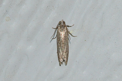 Epinotia celtisana