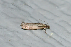 Epinotia celtisana