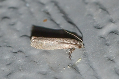 Epinotia celtisana