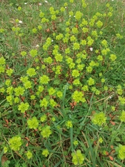 Euphorbia helioscopia