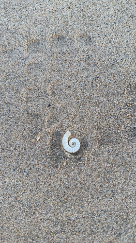 Spirula spirula
