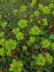 Euphorbia helioscopia