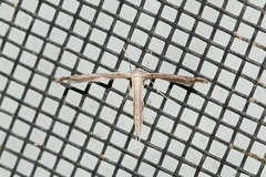 Lioptilodes albistriolatus