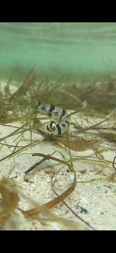 Myrichthys colubrinus
