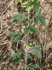 Lespedeza daurica
