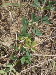 Lespedeza daurica
