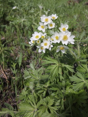 Anemonastrum crinitum