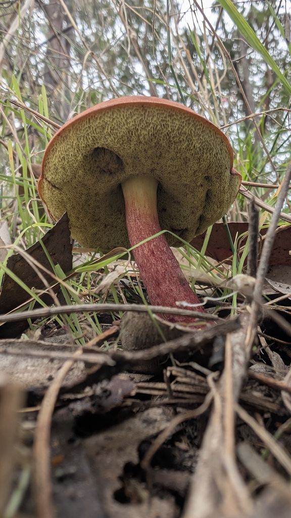 Boletellus obscurecoccineus · March 2026 · photo: © teacay (iNaturalist, cc-by-nc)