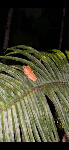 Polypedates otilophus