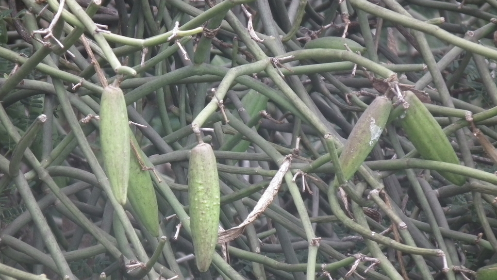 Sarcostemma aphyllum (Thunb.) R.Br. ex Schult. 2