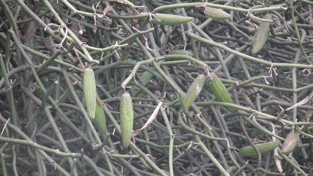 Sarcostemma aphyllum (Thunb.) R.Br. ex Schult.