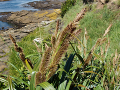 Carex trifida