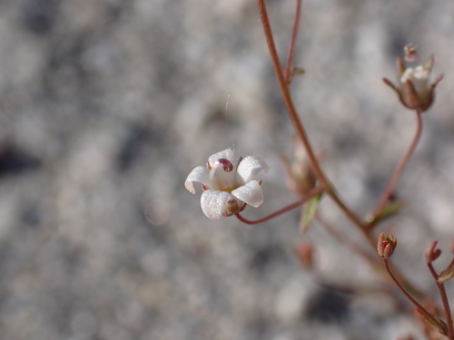Glandular Threadplant (Nemacladus glanduliferus)
