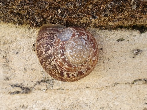 Eobania vermiculata