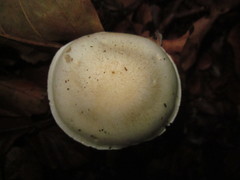 Cortinarius anomalus