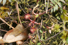 Paludella squarrosa
