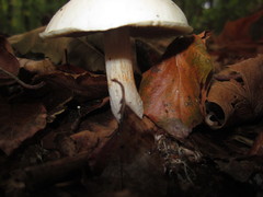 Cortinarius anomalus