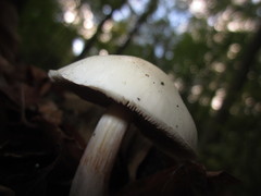 Cortinarius anomalus