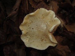Russula fellea