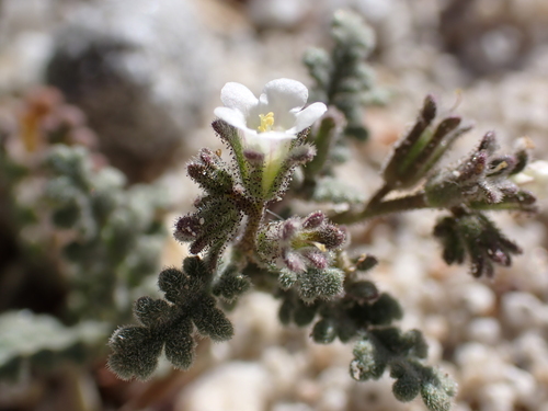 Limestone phacelia (Phacelia affinis)