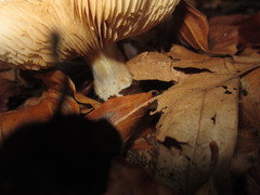 Russula fellea