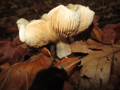 Russula fellea