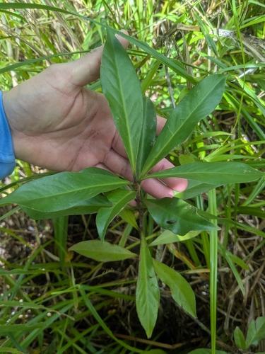 Discocalyx megacarpa observed 2026-03-01