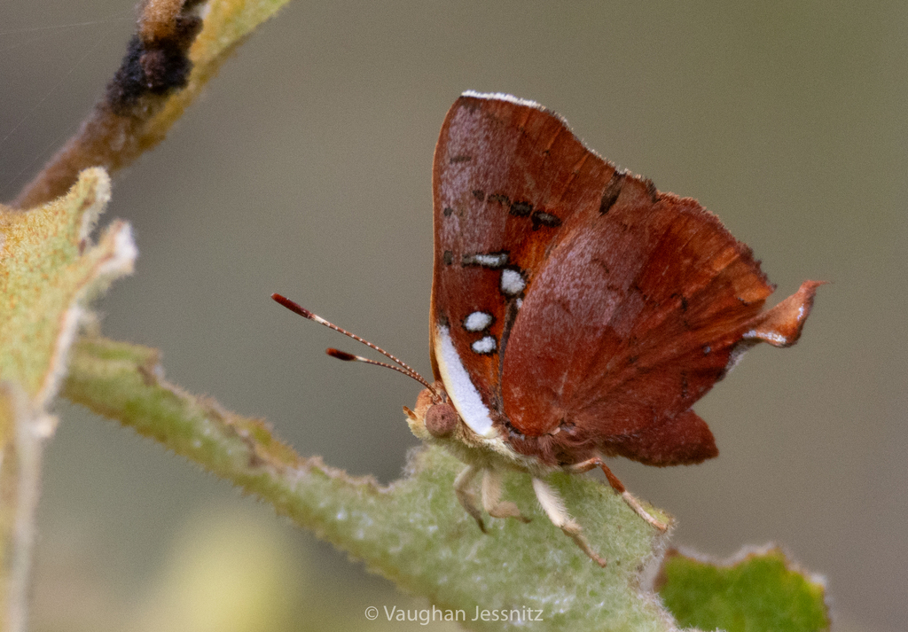 Bush Scarlet