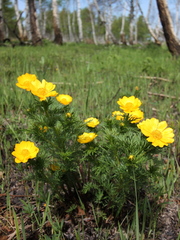 Adonis apennina