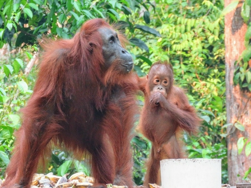 ボルネオオランウータン