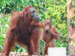 Bornean Orangutan photo 4