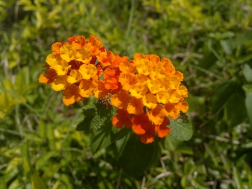 Texas lantana