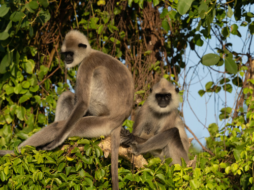 Tufted Gray Langur