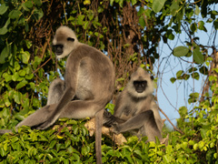 Tufted Gray Langur photo 2