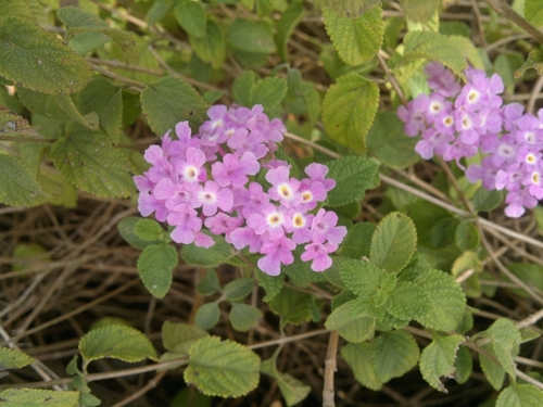 creeping lantana