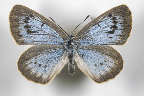 Scarce Large Blue, photo 2 of 10