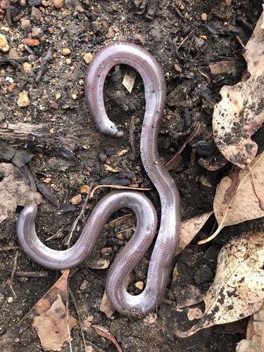 Southern Blind Snake