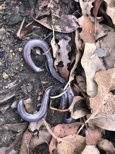 Southern Blind Snake