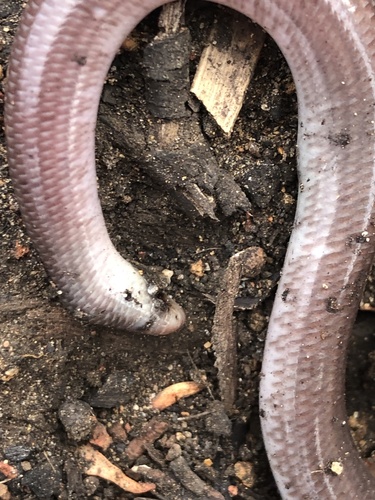 Southern Blind Snake