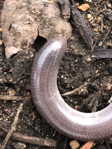 Southern Blind Snake