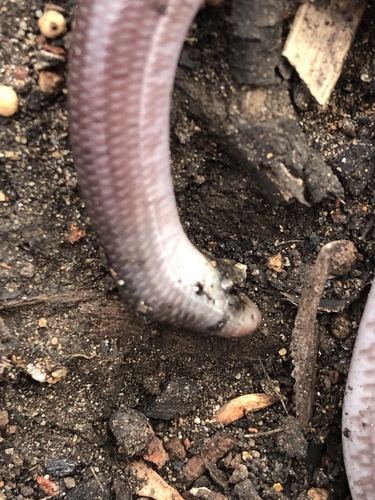 Southern Blind Snake