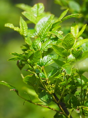 Zanthoxylum simulans