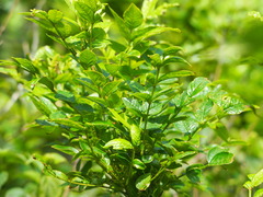 Zanthoxylum simulans
