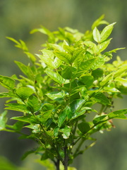 Zanthoxylum simulans