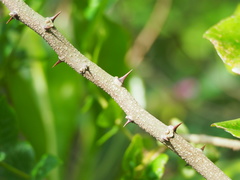 Zanthoxylum simulans